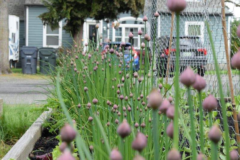 季節の植栽で暮らしに彩りを添える工夫