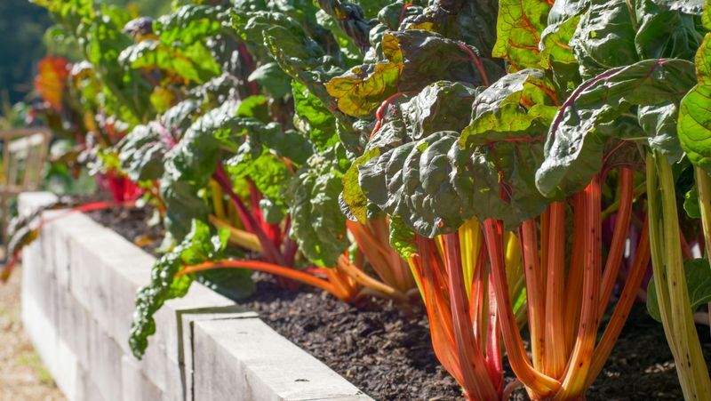植栽設計・季節の花壇づくり